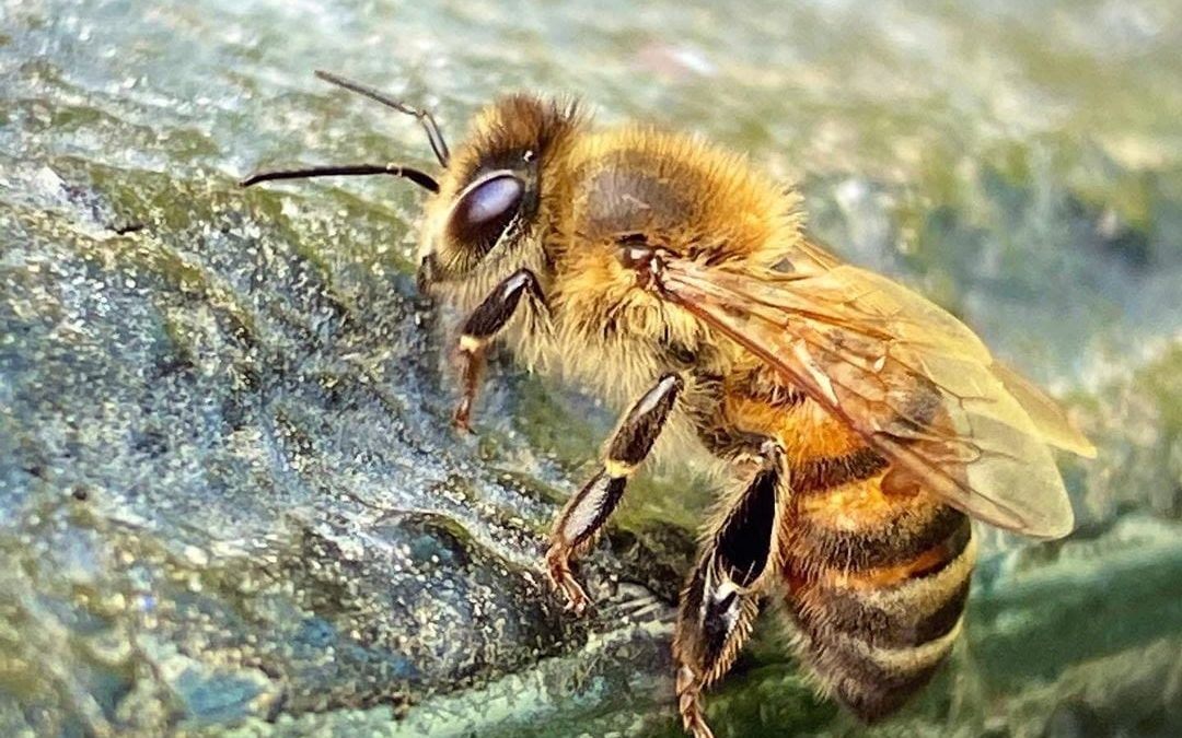 Why Bee Keeping is important to Barbados