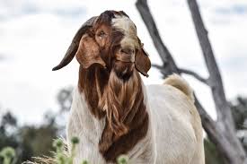 The Boer Goat, on show at Agrofest 2023